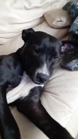 Jeune chien a adopter