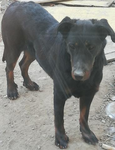 Cède chienne propre de 1 an