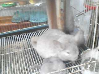  couple chinchilla plus 2 petits 