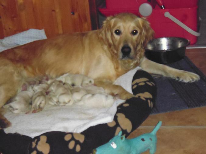 Chiots golden retriever