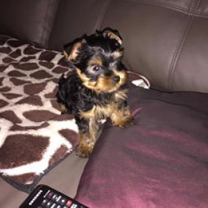 Chiot yorkshire noir et feu