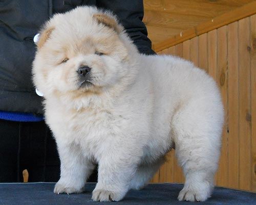Chiots de Chow Chow