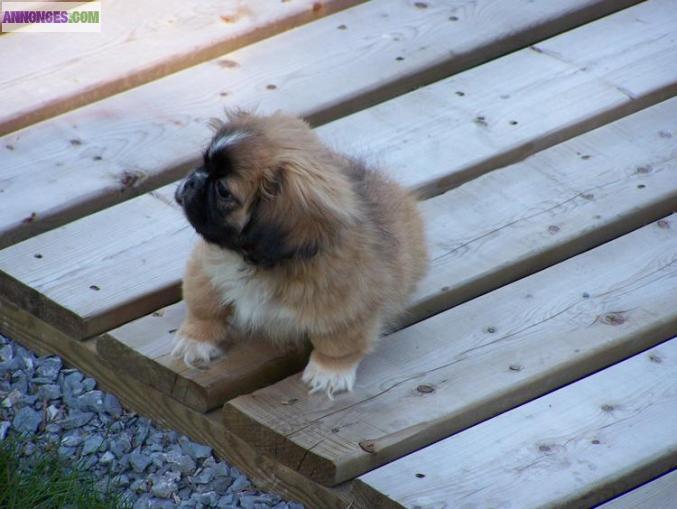 Jolie chiot Pekinois Femelle pour vous.