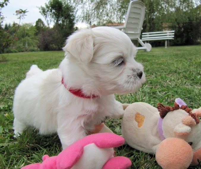 Chiots bichon maltais a donner