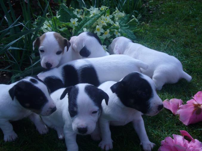 Chiot jack-russell