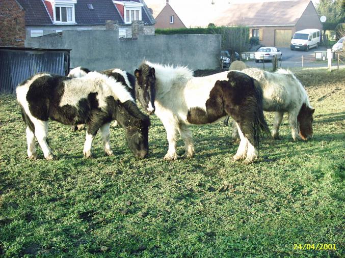 Baptêmes sur des poneys