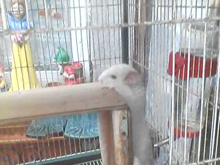  couple chinchilla plus 2 petits 