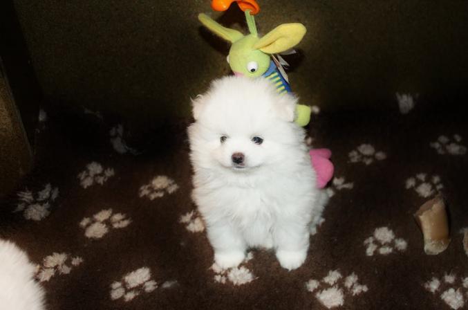 Spitz nain LOF disponible pour adoption