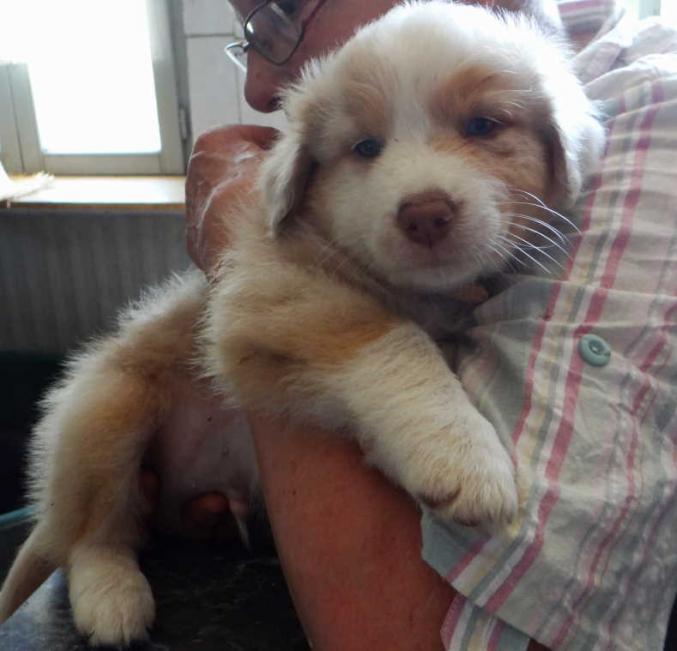 Chiots berger australien prete24juillet