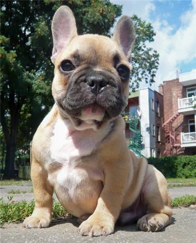 Disponible de suite: chiot bouledogue francais femelle.