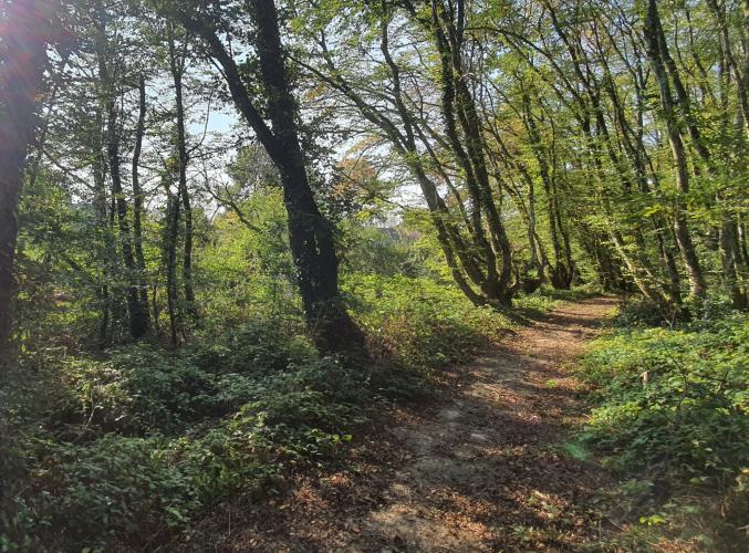 1710m2 de Terrain Constructibles les Tierceaux Vouzeron photos a volonté