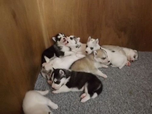 Très beaux petits chiots type husky sibérien