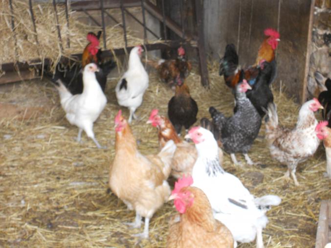 Poule coq canard barbarie colvert pigeon