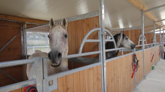 Pension Cheval tout confort