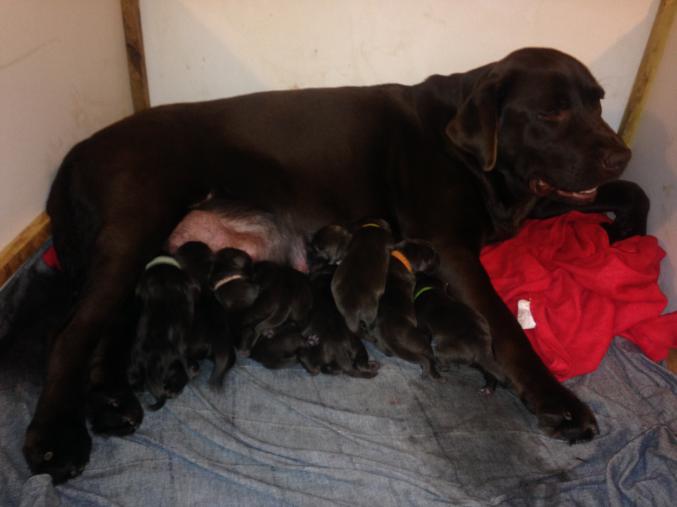 Vends Chiots Labrador Chocolat LOF – 900 €