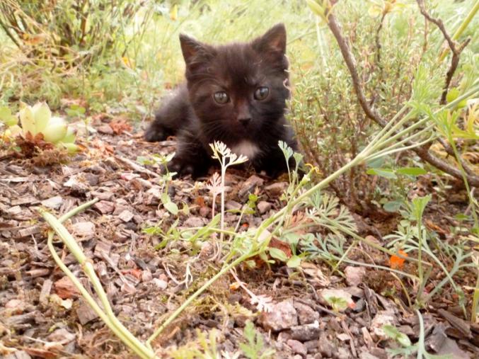 Chatons quasi sevrés