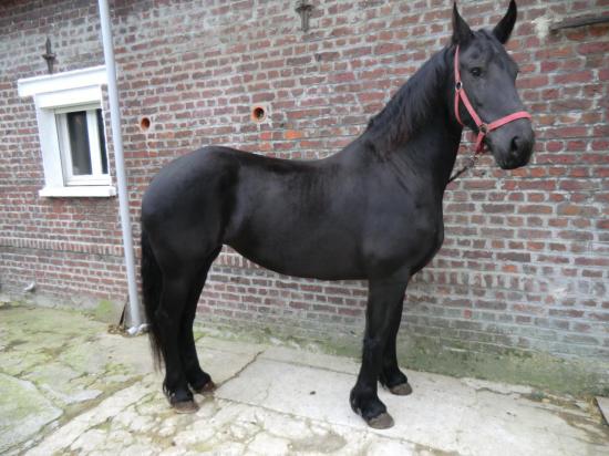 Belle Jument frison de 4 ans pleins papiers