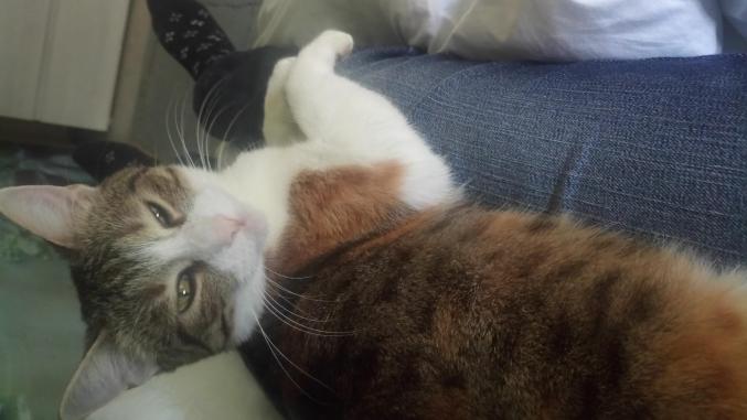 Garde animaux a mon domicile ou simple visite ou promenade