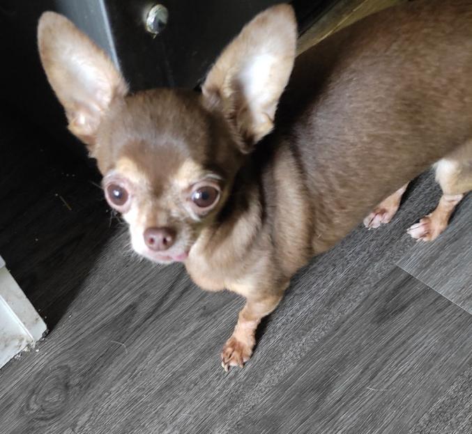 Don chihuahua non LOOF femelle 