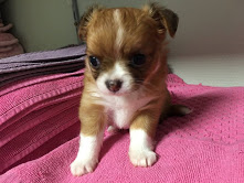 Chihuahua petit gabarit