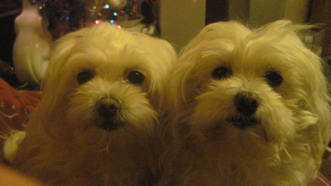 Recherche appartement