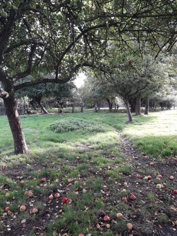 TERRAIN  A BATIR ET TERRAIN DE LOISIRS