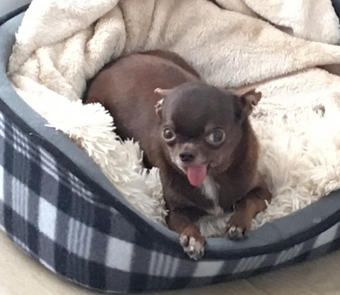 Chien type chihuahua 