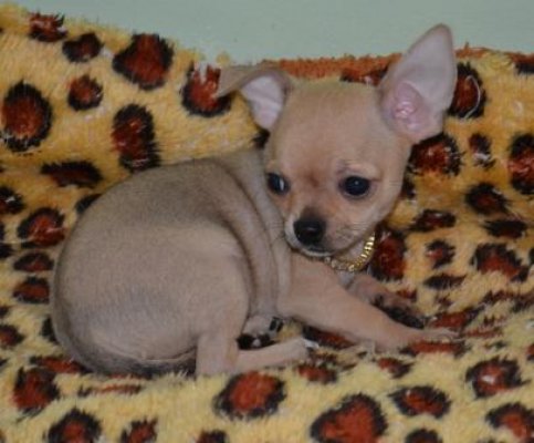 Magnifiques bb CHIHUAHUA lof à Poil Court.