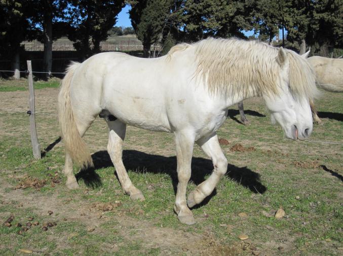 Vend etalon camargue