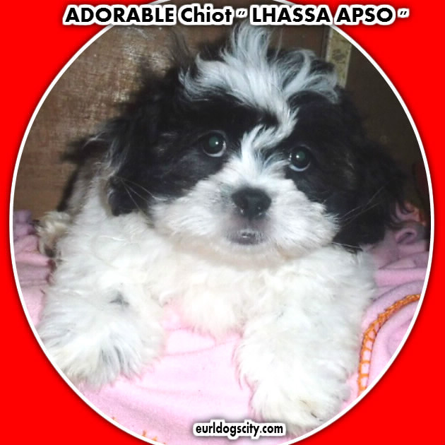 SPLENDIDE Chiot LHASSA APSO