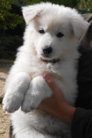 Chiots berger blanc suisse