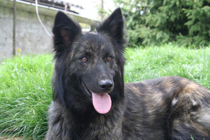 Chiots bergers hollandais à poil long L.O.F.