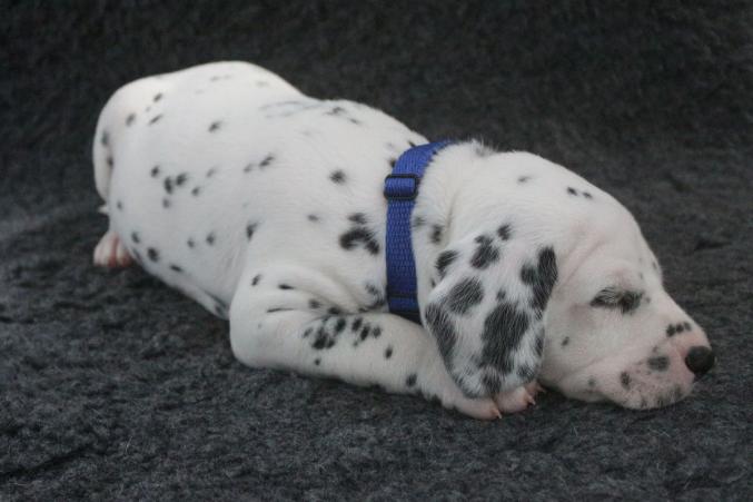 Adoptez un chiot dalmatien LOF né le 13/05/17 testé PEA
