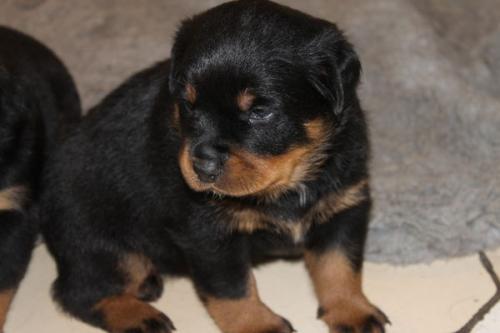 Chiots rottweiller LOF