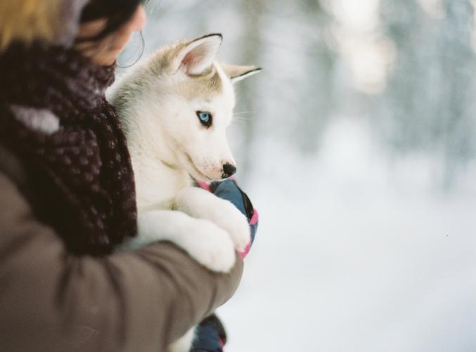 Garde animaux - Pet sitter
