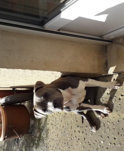 American staffordshire terrier femelle bleu à pan blanc