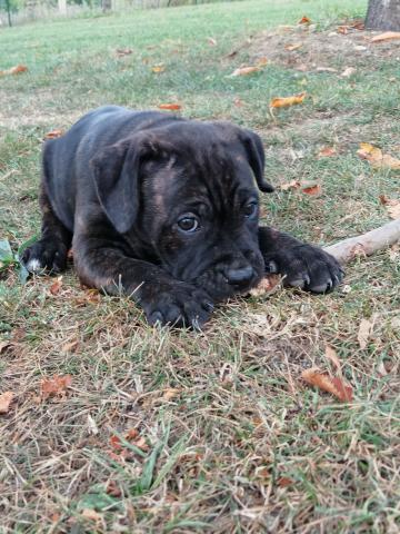 Staffordshire bul terrier, staffie