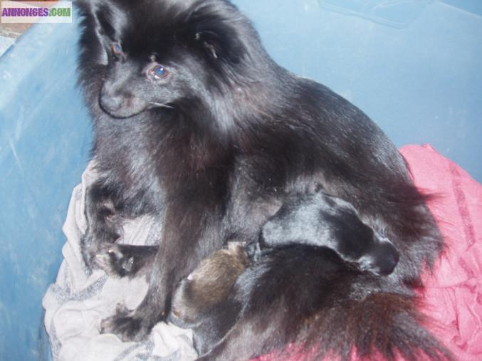 Petit chien  spitz allemend