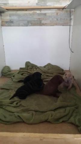 Vends chiots SHARPEI