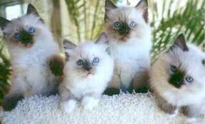 Chatons Ragdoll avec Pedigree