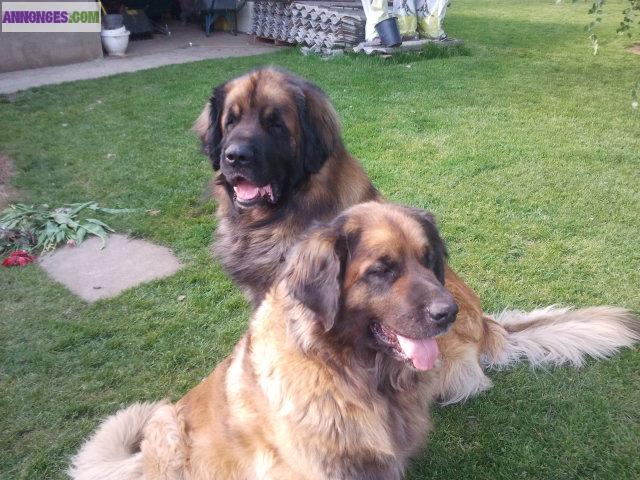Vends superbes chiots LEONBERG