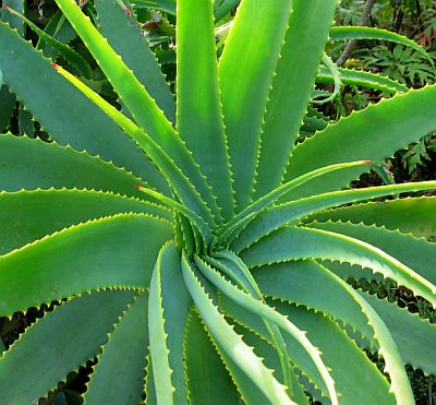 Recherche commercial produits aloe vera