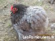 Poules Pékin