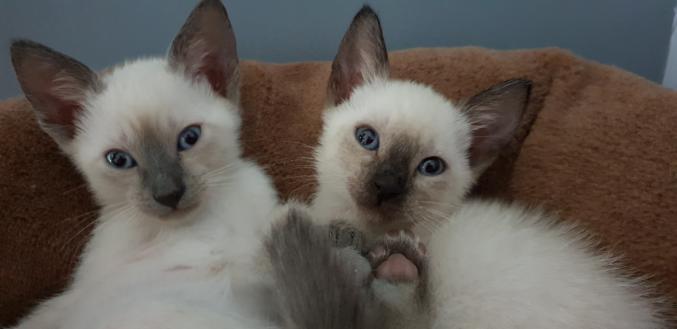 Châtons siamois
