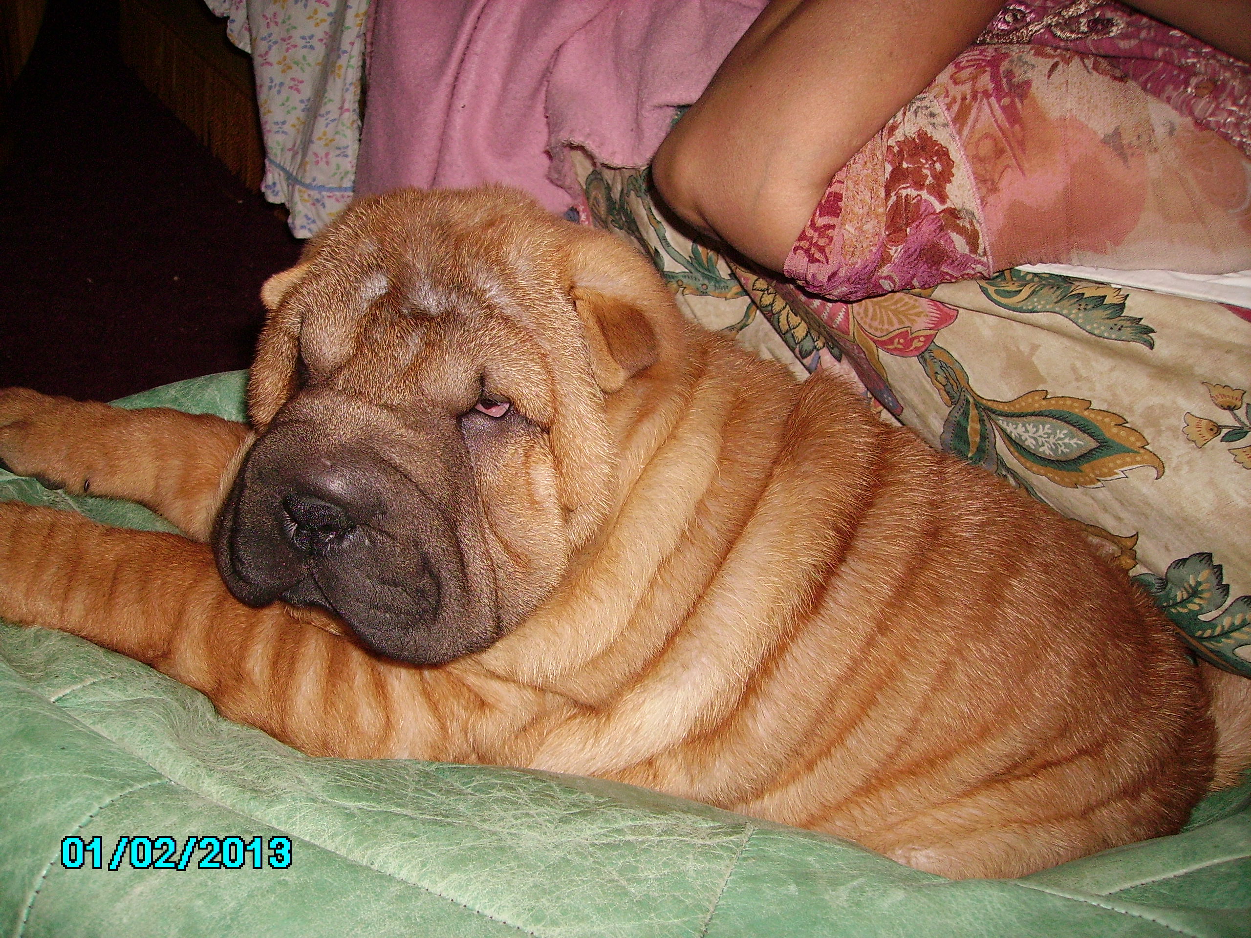 Chien sharpei