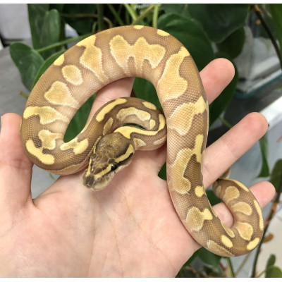 Serpents Python réguis