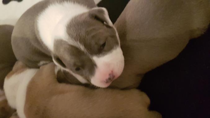 A réserver chiot amstaff