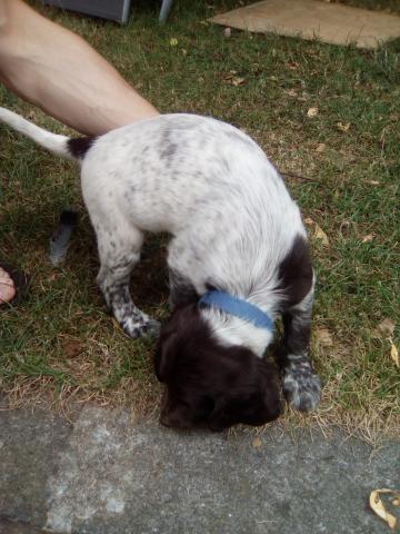 Chiots petit epagneul de munsterlander