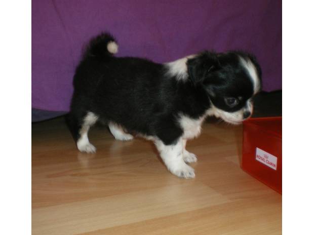 CHIHUAHUA POILS LONGS NOIRS PANACHES BLANCS