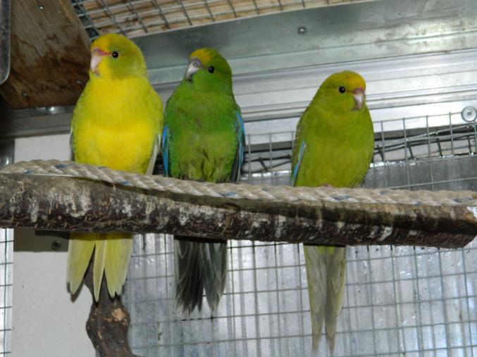 Kakariki front jaune